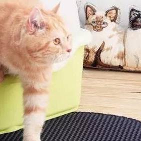 (去除猫异味)如何有效消除家中猫异味？猫异味重吗会影响家庭生活质量吗？