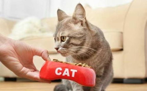 猫咪厨房食品制作器国际版下载新版安装包-猫咪厨房食品制作器中文内置作弊菜单下载v.5.45